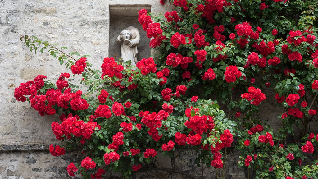 Roses growing on a stone wall in France to be cultivated for an essential oil