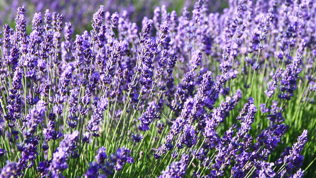 Lavender plants to make essential oil for focus
