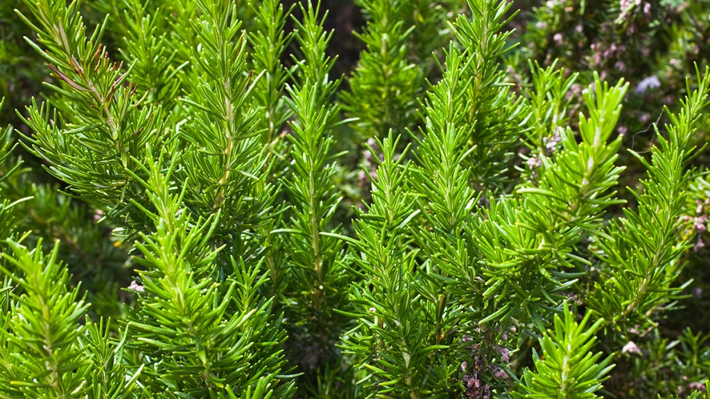 Rosemary plants used to make rosemary essential oil
