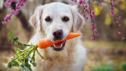 dog eating a raw carrot