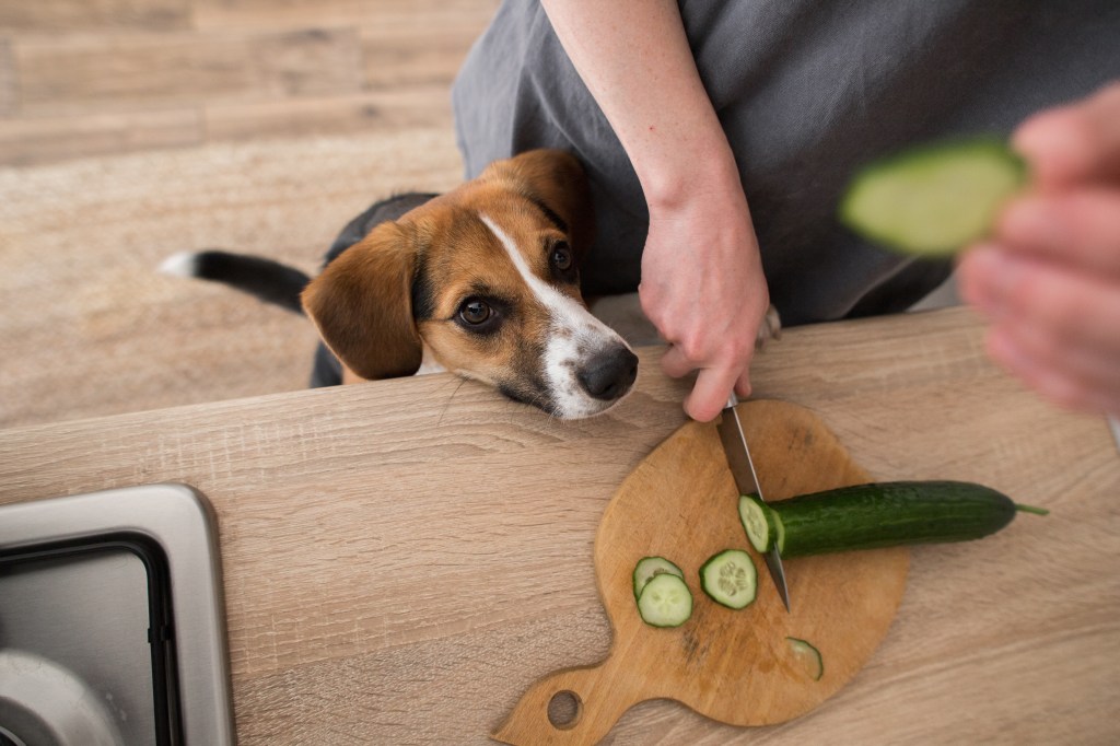 beagle asks for cucumber in kitchen
