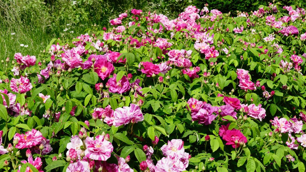 low maintenance perennial flowers (Roses)