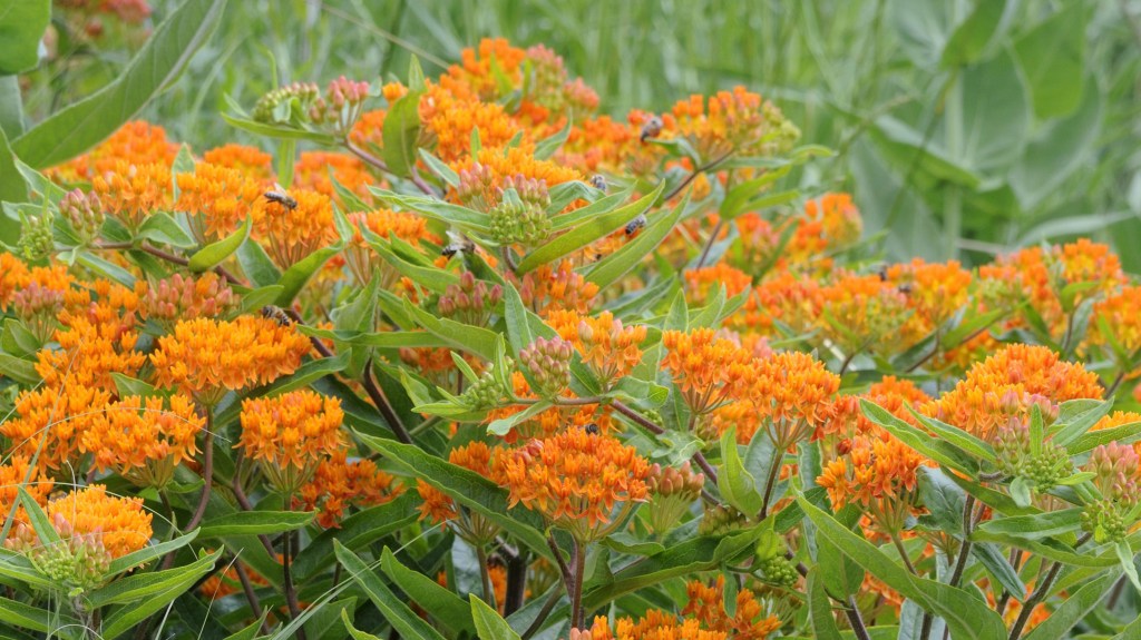 low maintenance perennial flowers (butterfly weed)
