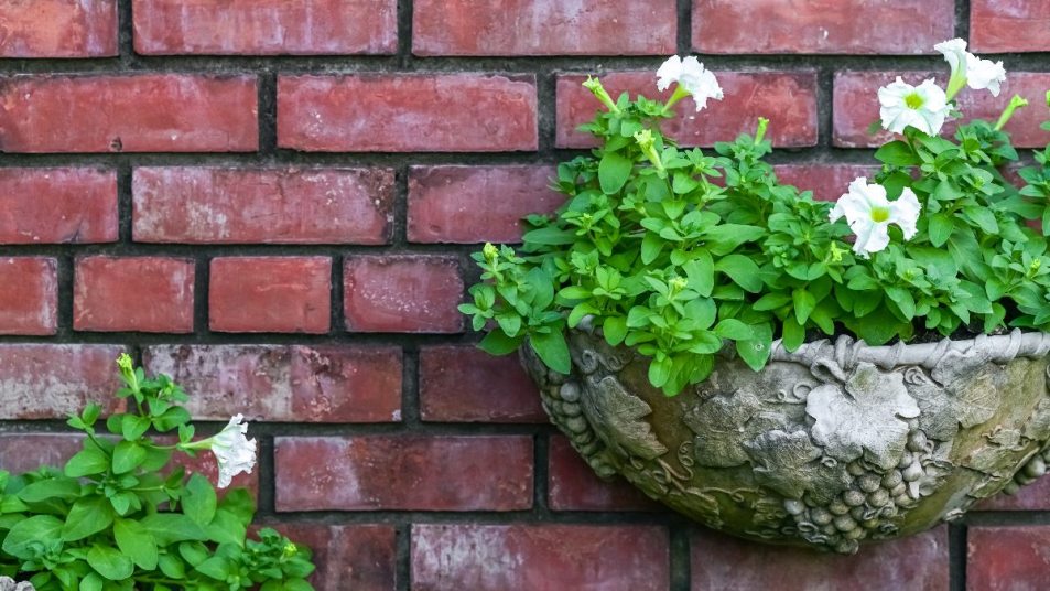 vertical gardens: green plants with white flowers in hanging baskets on a brick wall
