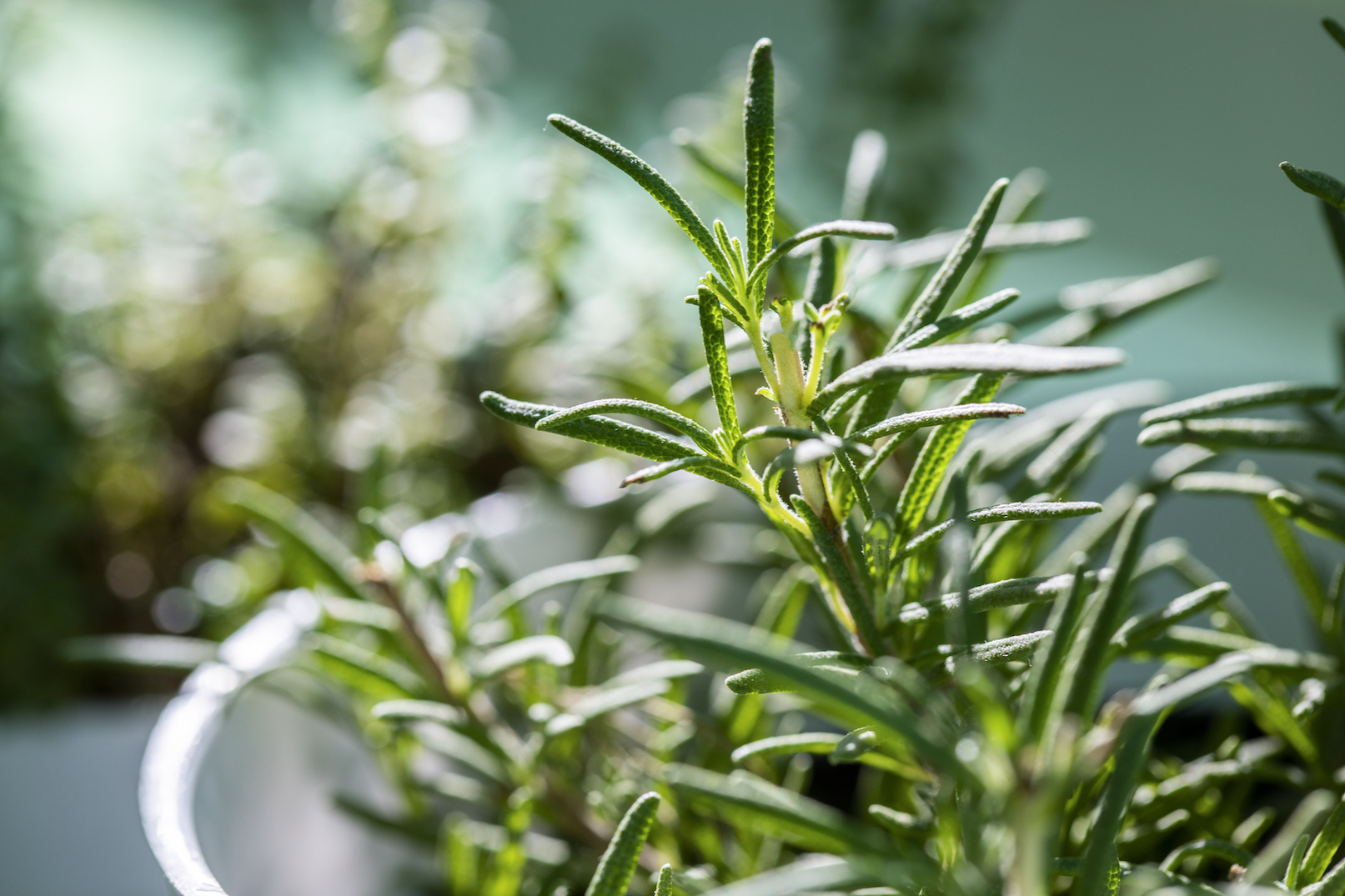rosemary plant to prevent earwigs in hous