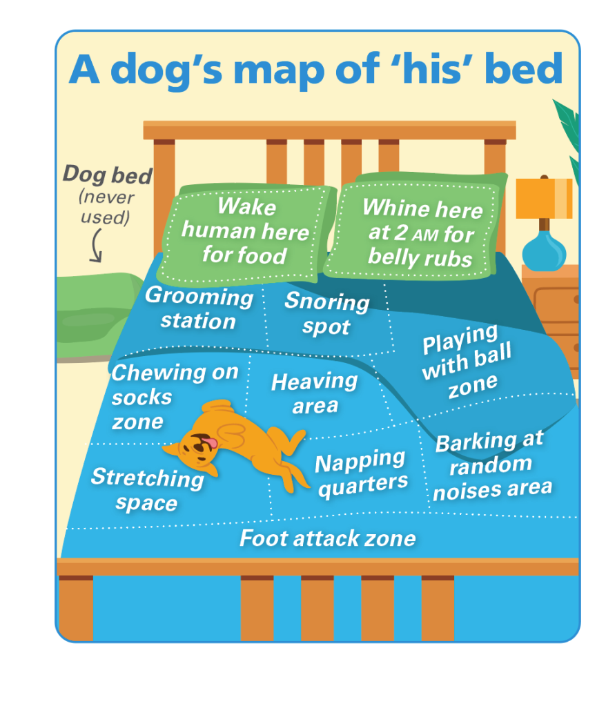 Dog jokes: how dogs sleep in our beds is crazy 