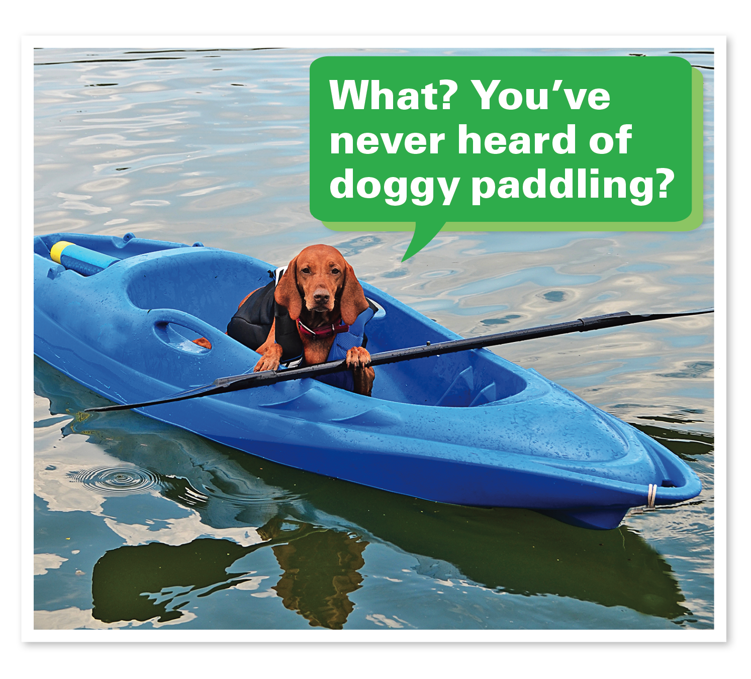 A dog jokes about the doggy paddle