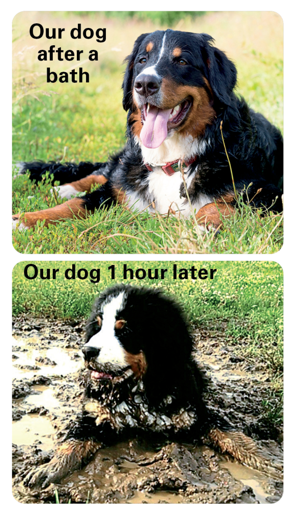 Dog jokes: a dog sits in mud  very dirty 