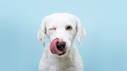 A white dog against a blue background licking his chops and winking because he's just licked feet