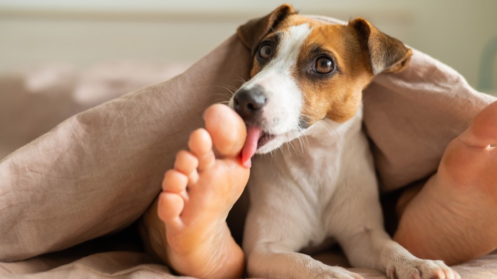 Dog under blanket licking feet
