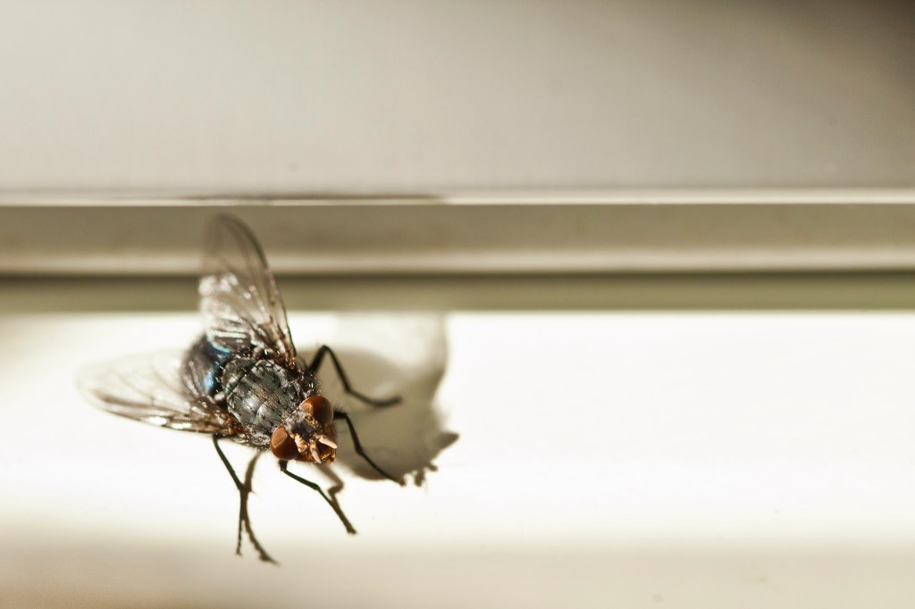 Close-up of a housefly on a window sill (DS_home remedies to get rid of flies) 