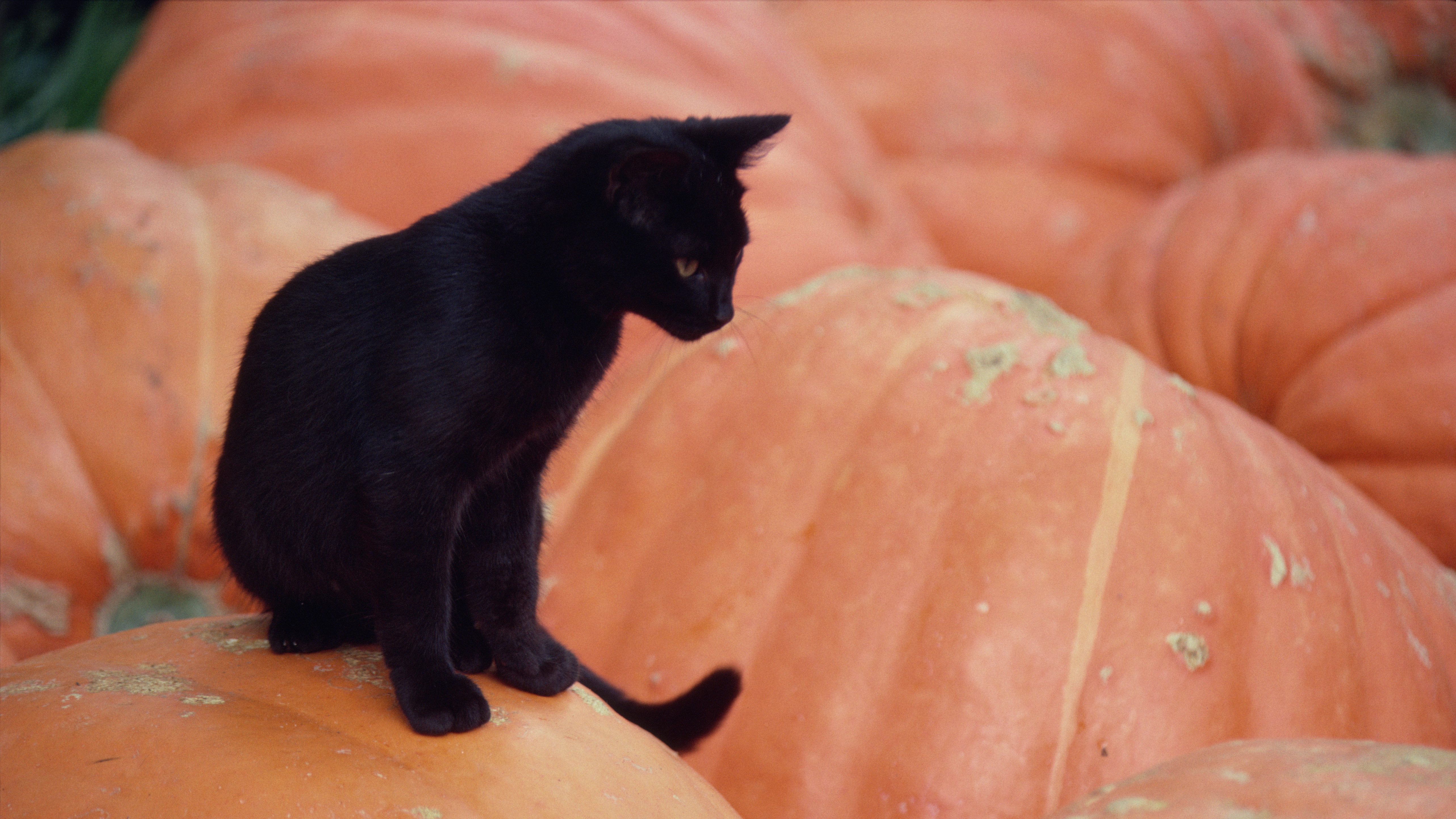 Black kitten in pumpkin patch