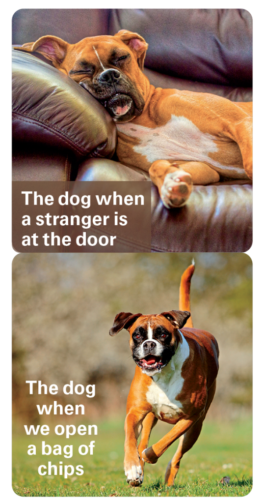 Dog jokes about how dogs have selective hearing