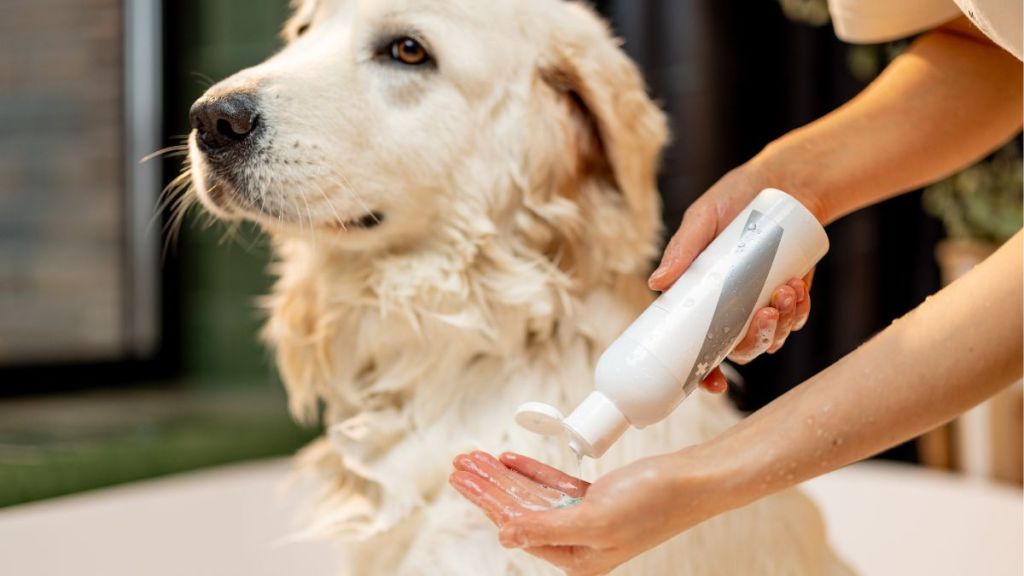  Owner washing dog with shampoo