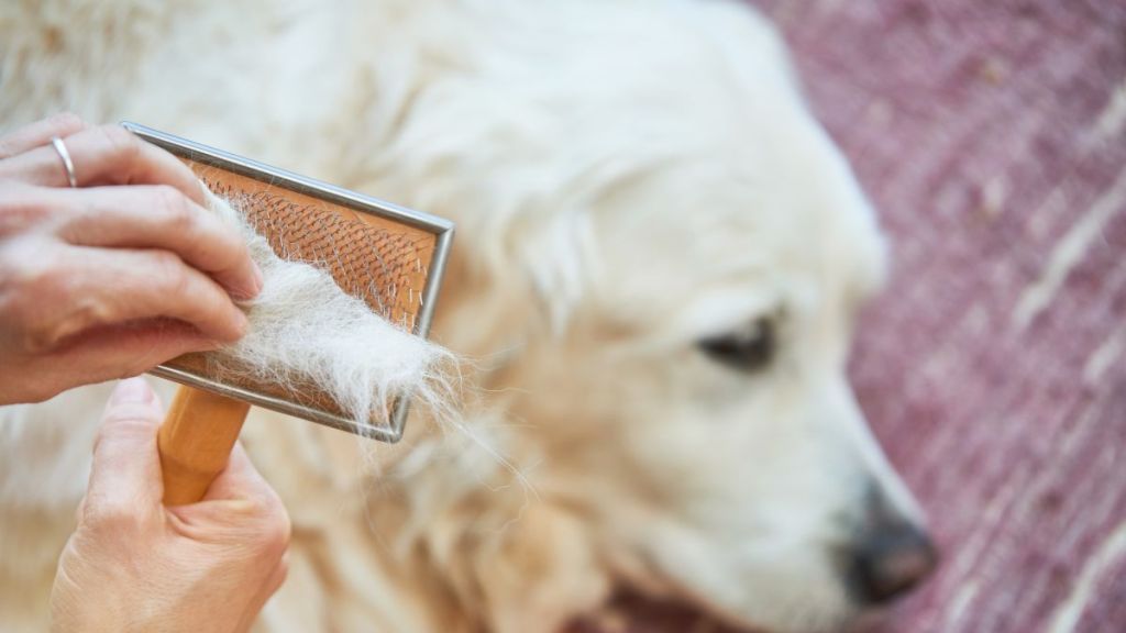 no dog shampoo what can I use:Woman combs old Golden Retriever dog with a metal grooming comb