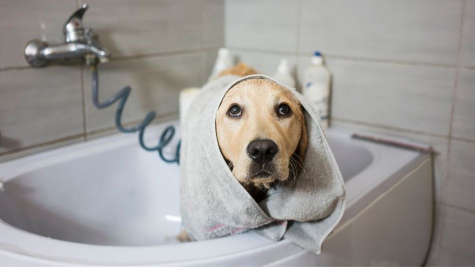 no dog shampoo what can I use:Bathing a dog