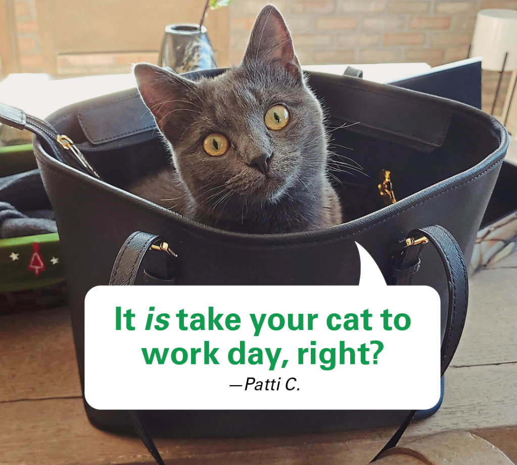 Caption contest winners: Cat in woman's purse poking head out with caption: "It is take your cat to work day, right?"