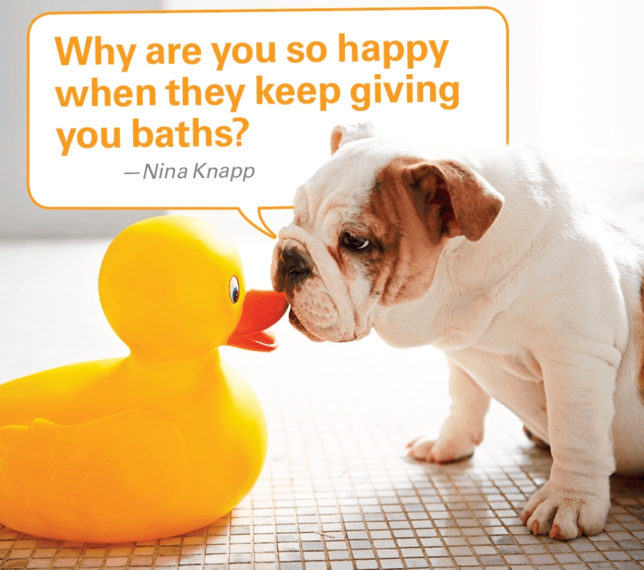 Caption contest winners: Dog staring at smiling rubber duck with caption "Why are you so happy when they keep giving you baths?"
