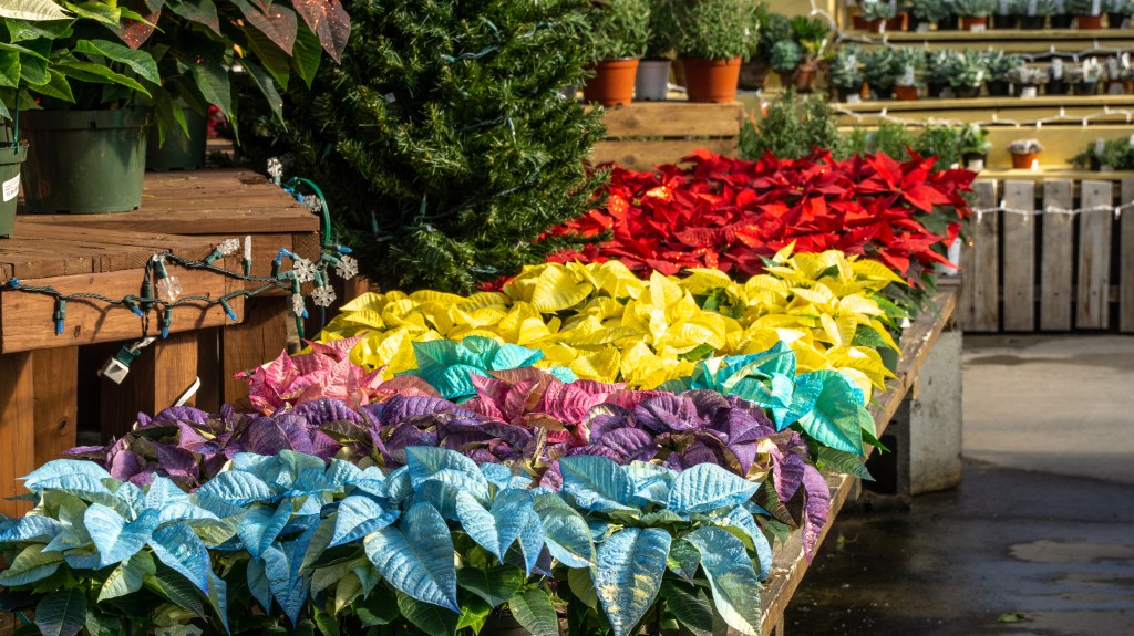 Colorful blue, purple, pink, yellow and red poinsettia plants at greenhouse
