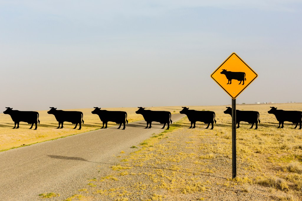Funny signs: Cows crossing the street in a line behind a cow crossing sign