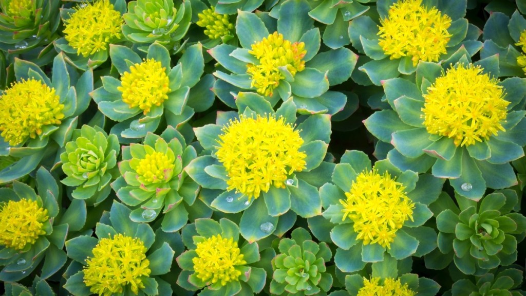 Rhodiola rosea, which can change your life
