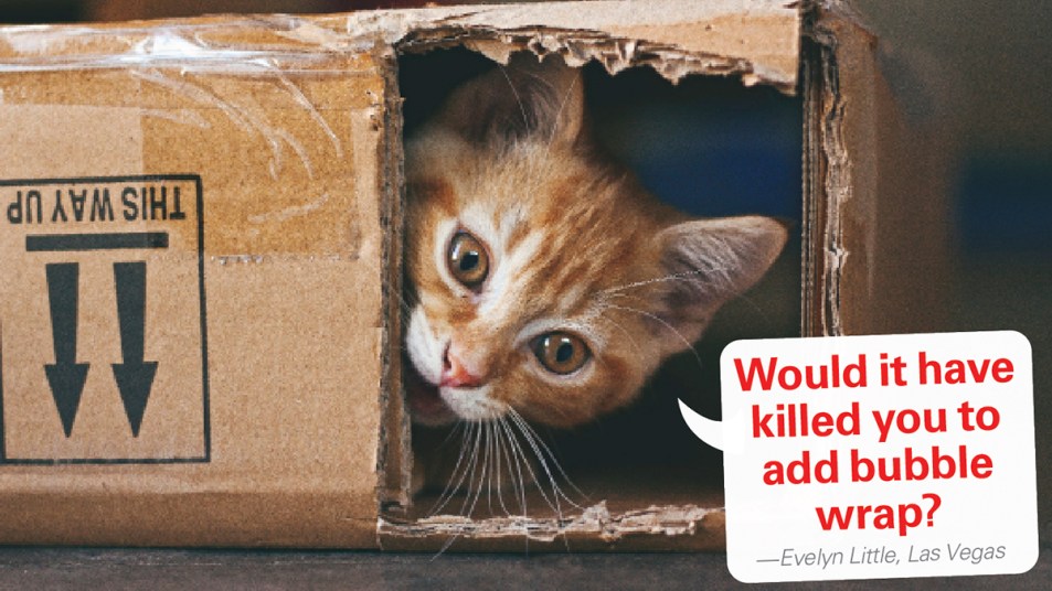 Funny captions: Cat in box with caption "Would it have killed you to add bubble wrap?"