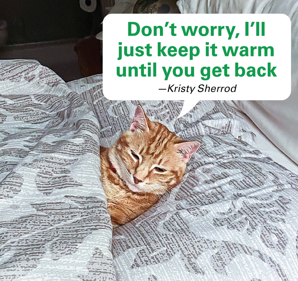 Caption contest winners: Cat comfy in human bed with caption "Don't worry, I'll just keep it warm until you get back."