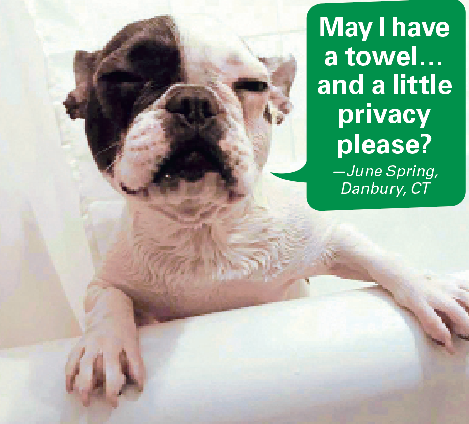 Caption contest winners: Cute dog coming out of tub with caption "May I have a towel…and a little privacy please?"