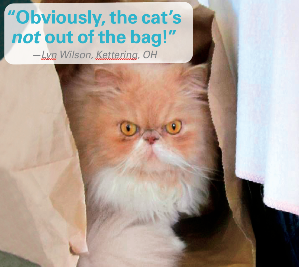 Caption contest winners: Angry-looking cat inside a brown paper bag with caption "Obviously, the cat's NOT out of the bag!"