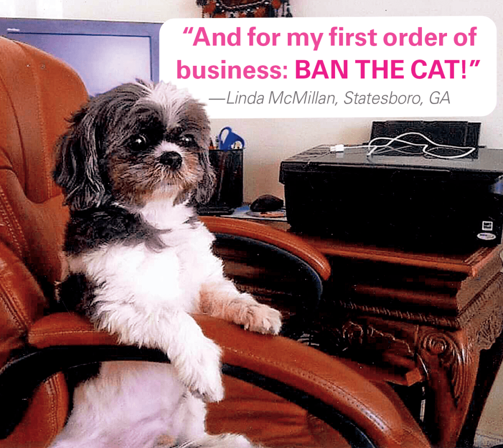 Caption contest winner: Dog in office chair with caption "And for my first order of business: BAN THE CAT!"