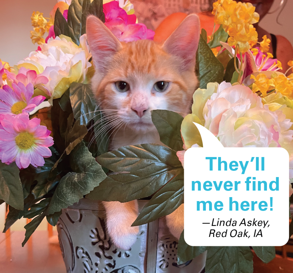 Caption contest winners: Cat hidden in flowerpot with caption "They'll never find me here!"