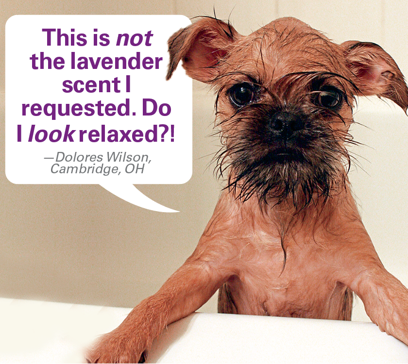 Caption contest winners: Dog in bathtub with caption "This is not the lavender scent I requested. Do I look relaxed?"