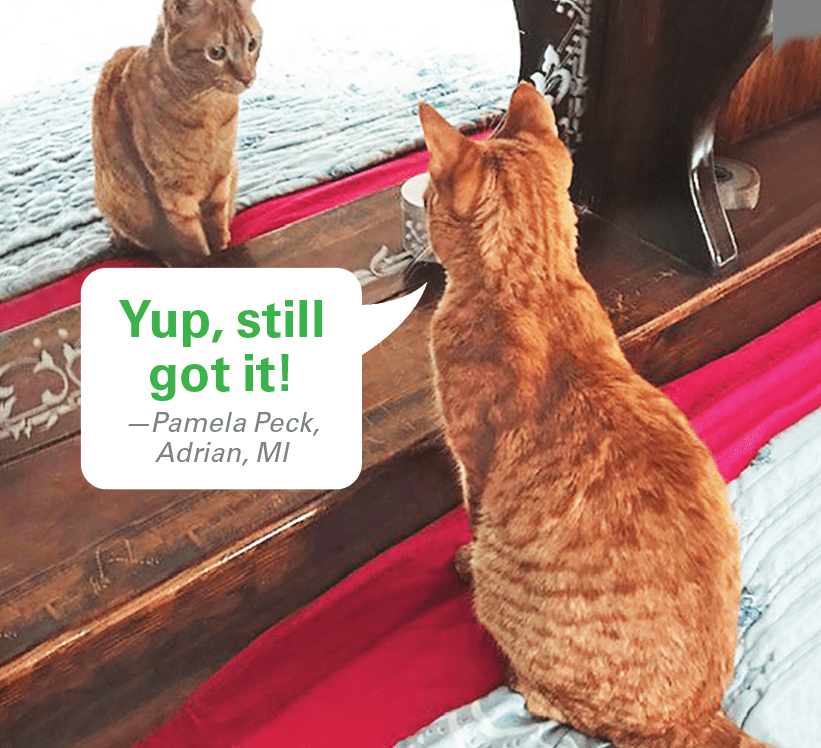 Caption contest winners: Orange cat staring at himself in the mirror with caption "Yup, still got it!"