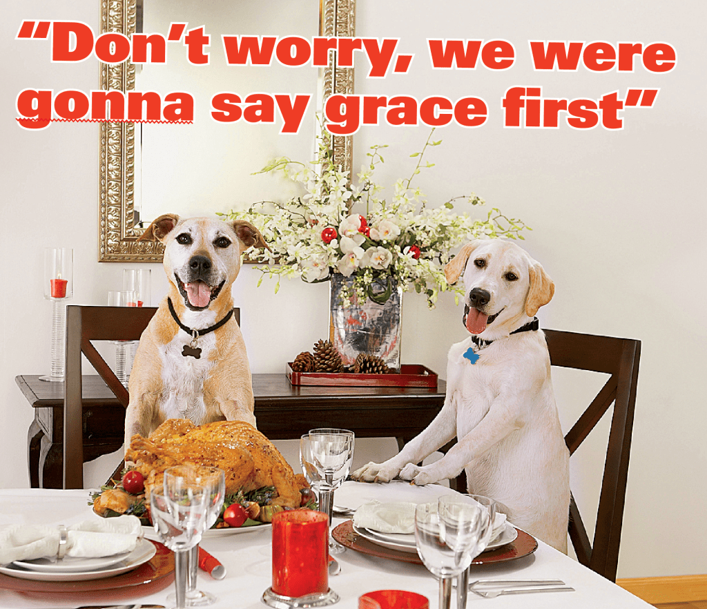 Thanksgiving jokes: Two dogs at Thanksgiving table with caption "Don't worry, we were going to say grace first"