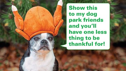 Thanksgiving jokes: Dog wearing turkey costume on his head with caption "Show this to my dog park friends and you'll have one less thing to be thankful for!"