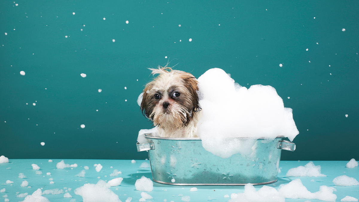 Dog in basin with soapy suds