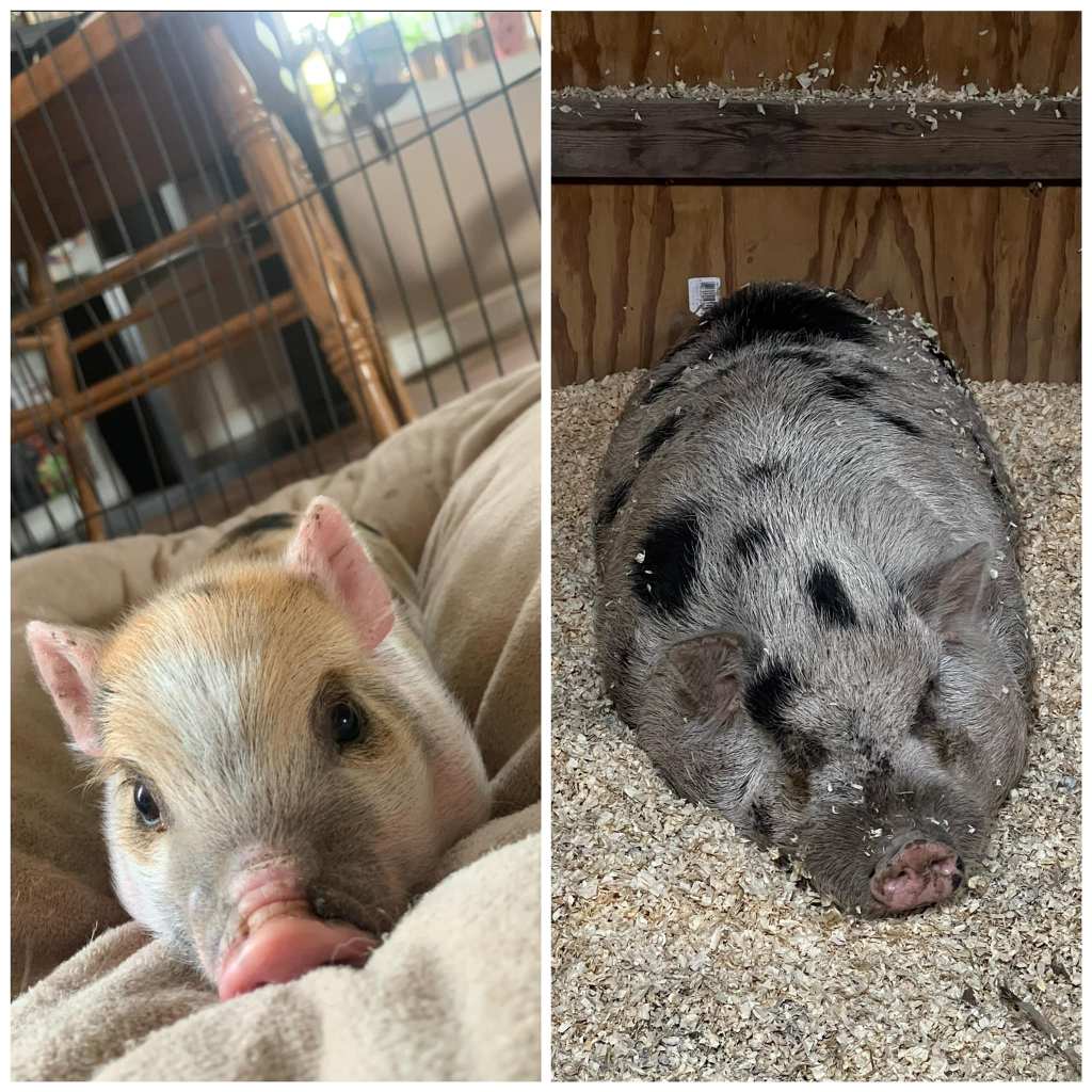 Kevin Bacon pig then and now
