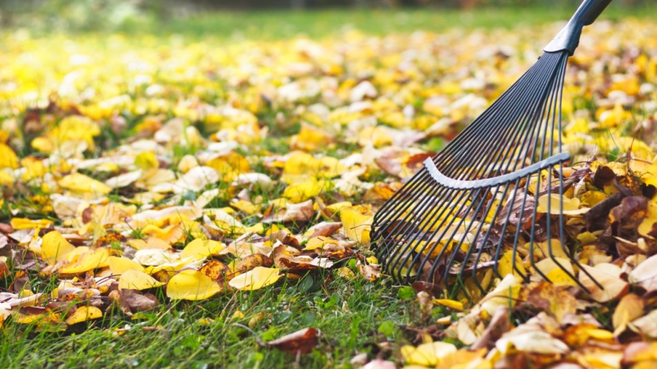 Rake with fallen leaves at autumn. Gardening during fall season. Cleaning lawn from leaves.
