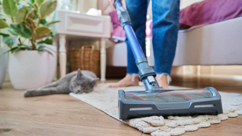 How to clean up broken glass: Cleaning house with vacuum cleaner, female with pet cat. Close-up woman legs, vacuum cleaner brush, carpet in room.