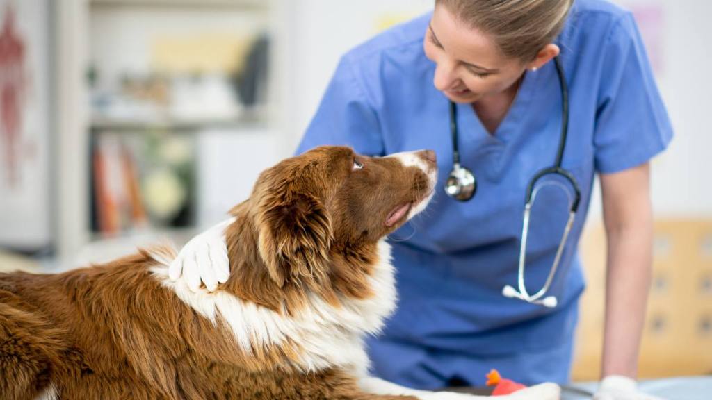 Can dogs eat white chocolate: A female veterinarian of Caucasian ethnicity is at her office and her first patient is a cute brown/white dog.