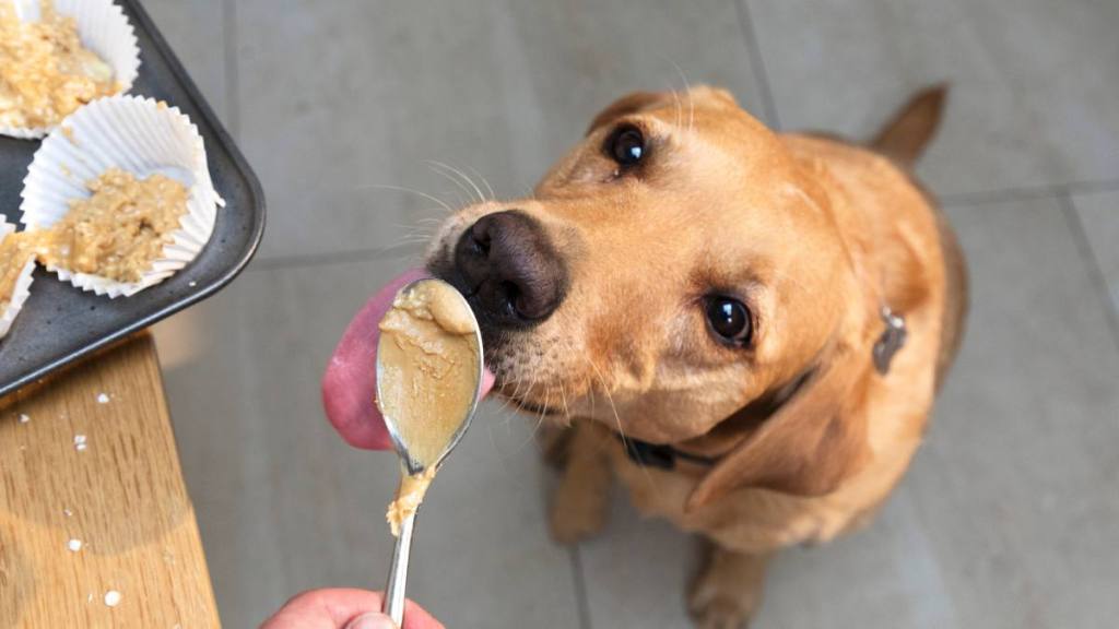 Can dogs eat white chocolate: Pet dog is licking spoon with peanut butter dough