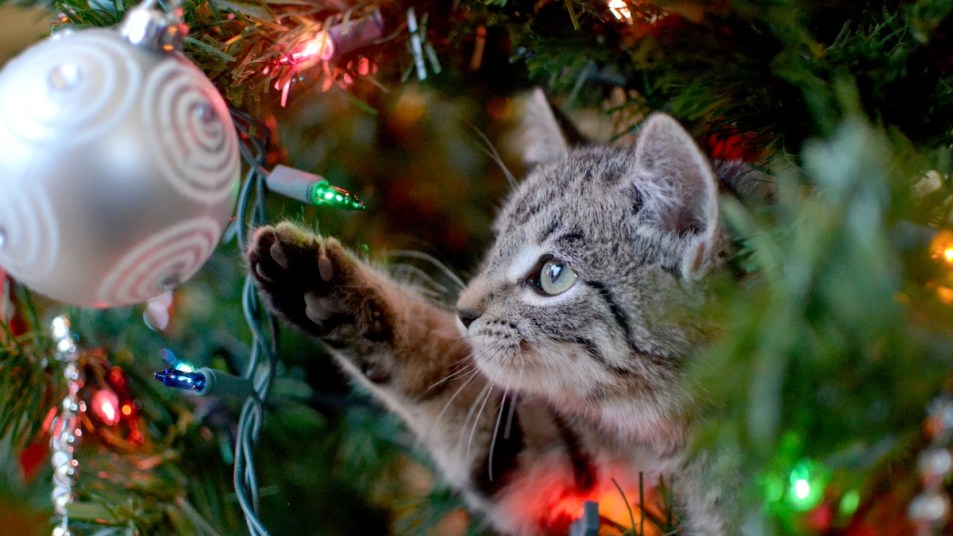 Kitten reaching toward Christmas ornament