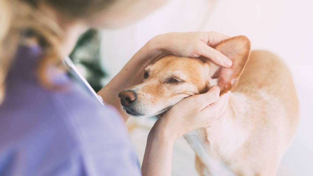 How to clean dogs ears at home: Close up of a young veterinarian woman examining dog's ears