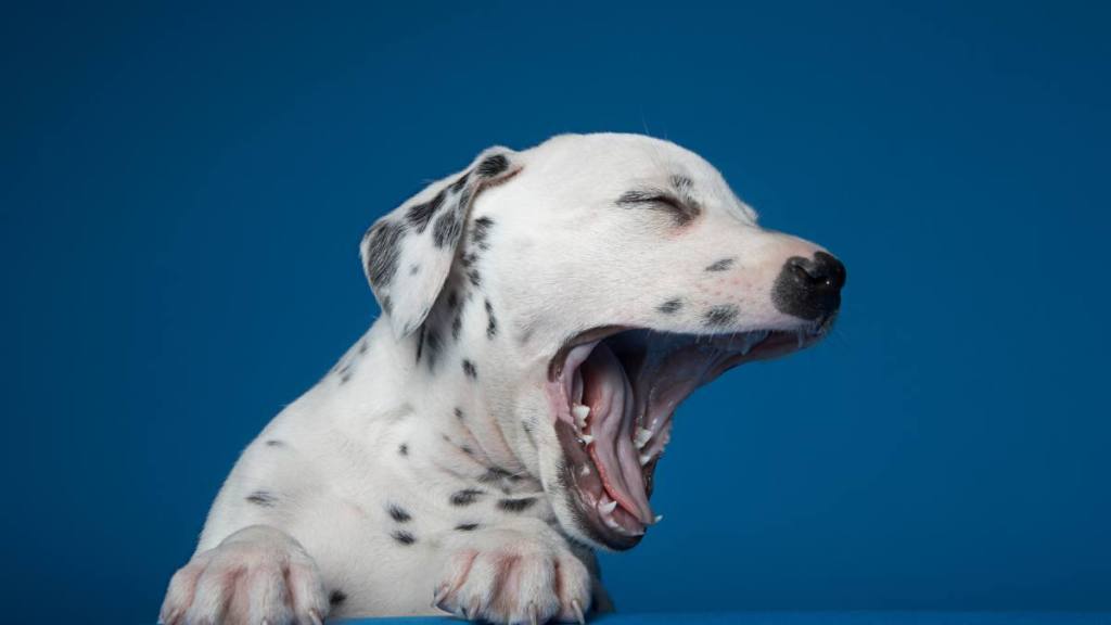 Dog bad breath remedy: Dalmatian puppy yawning, against blue background