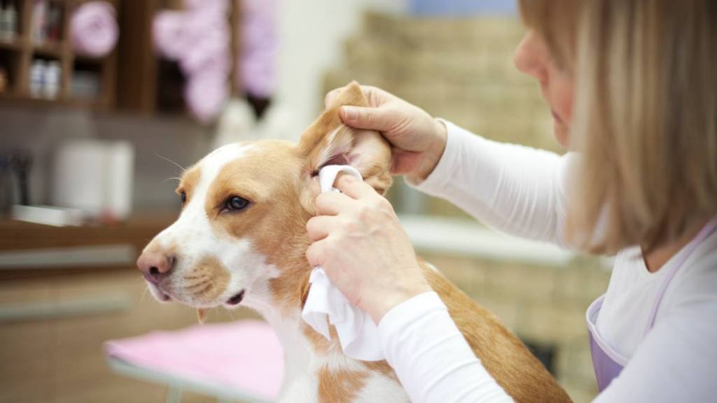 How to clean dogs ears at home: Groomer working on dog in pet grooming salon. She cleaning dog ears