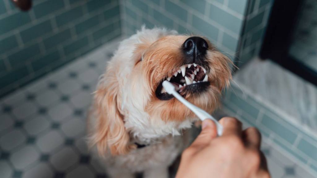 Dog bad breath remedy: Cleaning your dog’s teeth for maintaining a good dental hygiene. Daily routine when living with pets. Bonding with pets concept.