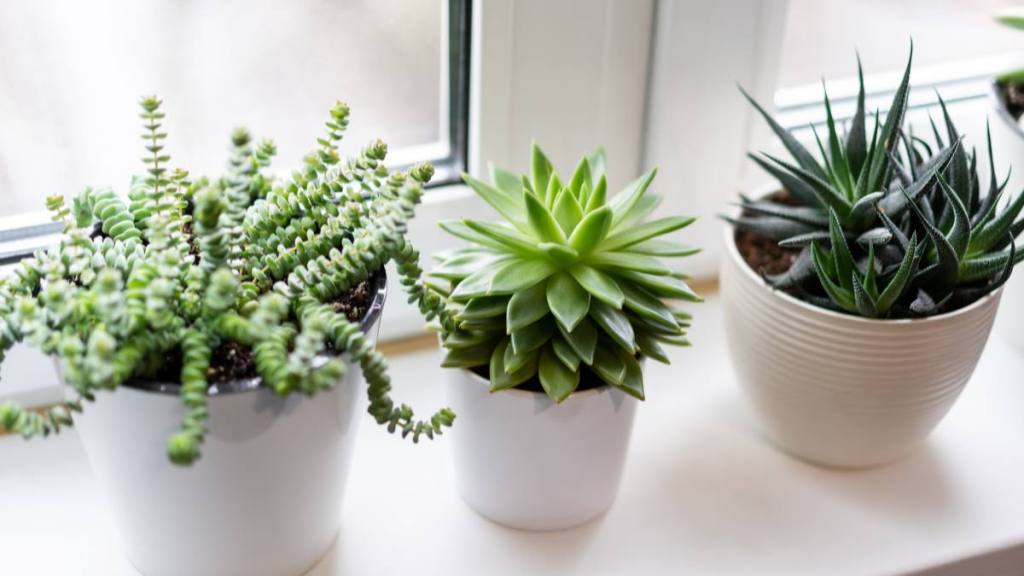 Uses for coffee filters: green succulent plants in white flower pots on white background near the window.