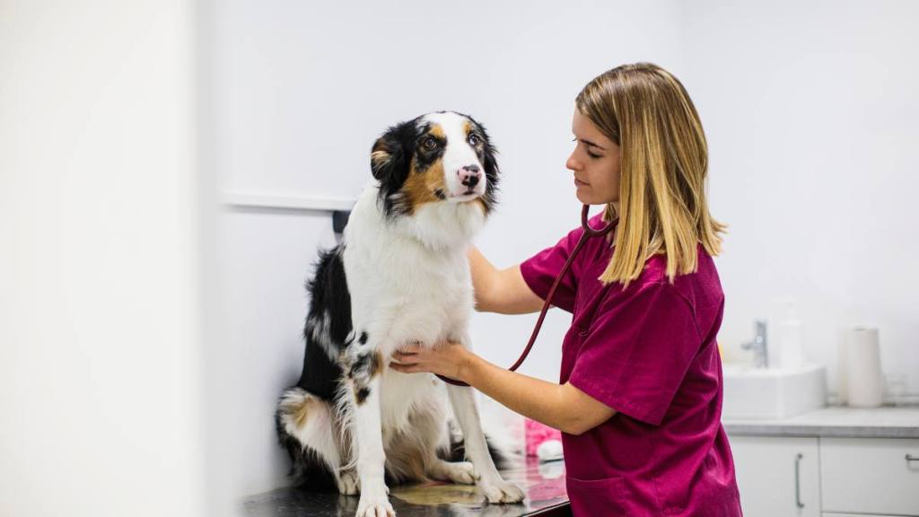 How to clean dogs ears at home: Dog medical checkup at veterinary clinic