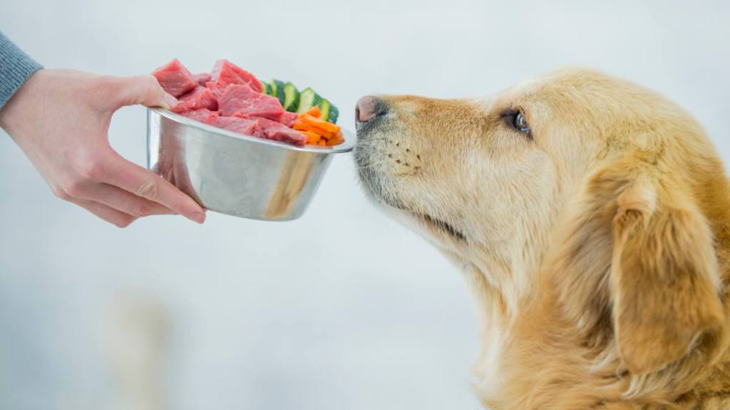 Dog bad breath remedy: A purebred golden retriever dog is sitting indoors, in front of it is a bowl of raw, healthy food. The bowl consists of raw meat, carrots, and zucchini, illustrating the concept of a healthy diet for the dog.