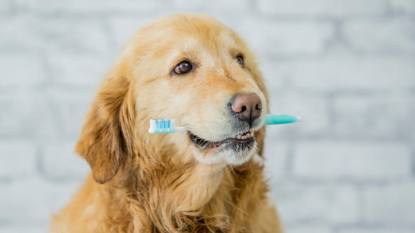 Dog bad breath remedy: A purebred golden retriever dog is showing the importance of animal dental health. In this frame the dog is holding a toothbrush in his mouth.
